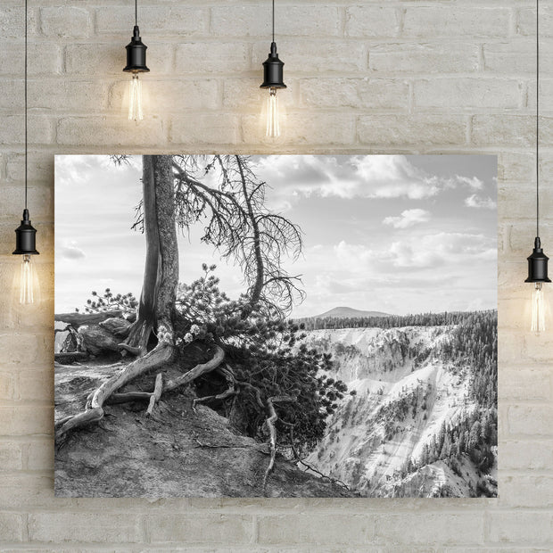 Yellowstone Tree Roots Photo Print Black and White