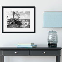 Yellowstone Tree Roots Photo Print Black and White