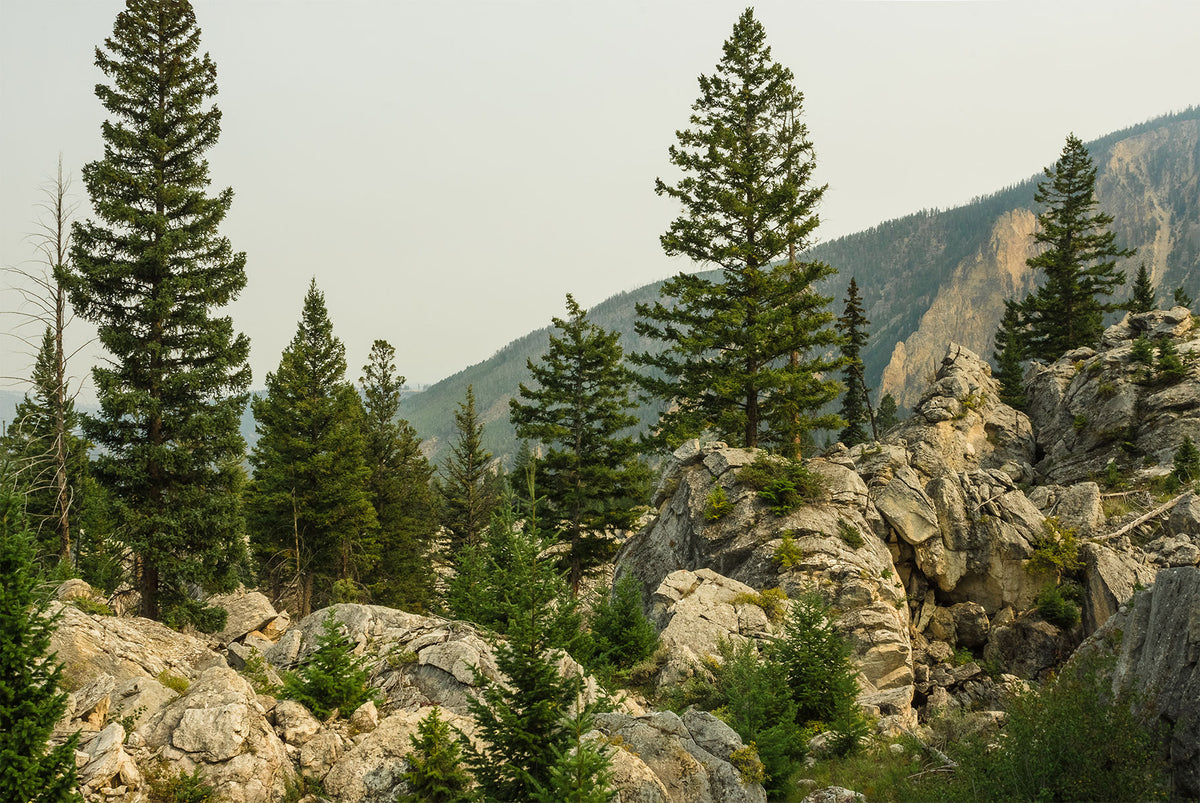 Yellowstone Photo Print Rocky Mountainside Nature