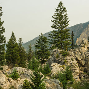 Yellowstone Photo Print Rocky Mountainside Nature