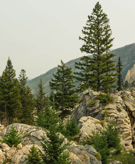 Yellowstone Photo Print Rocky Mountainside Nature