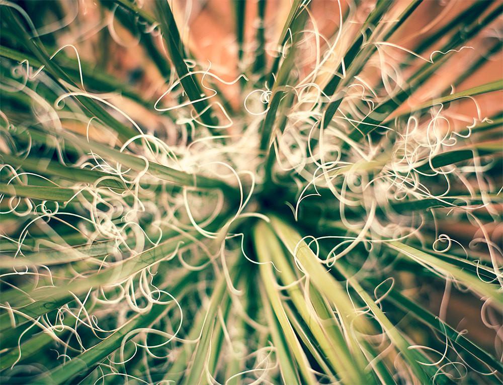 Yucca Plant Southwest Utah Wall Art Print - Photography