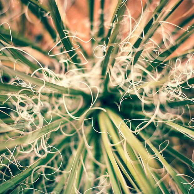 Yucca Plant Southwest Utah Wall Art Print - Photography
